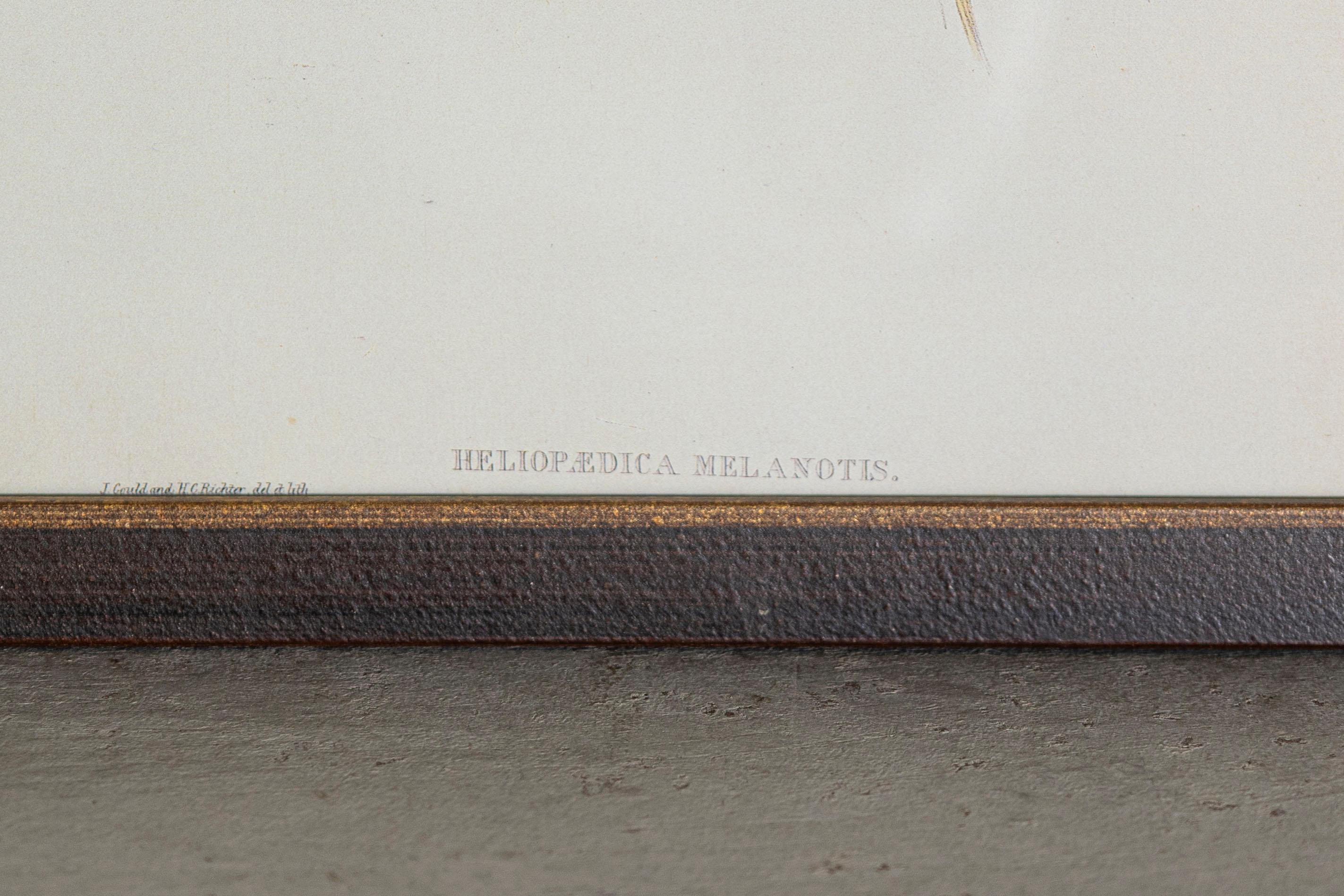 Gravure d'oiseau du 19e siècle - Une des 24 Bon état - En vente à Atlanta, GA