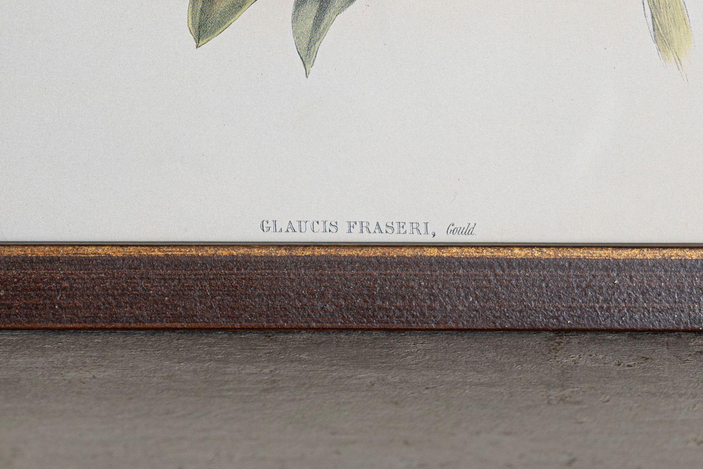 English 19th Century Bird Print - One of 24 For Sale