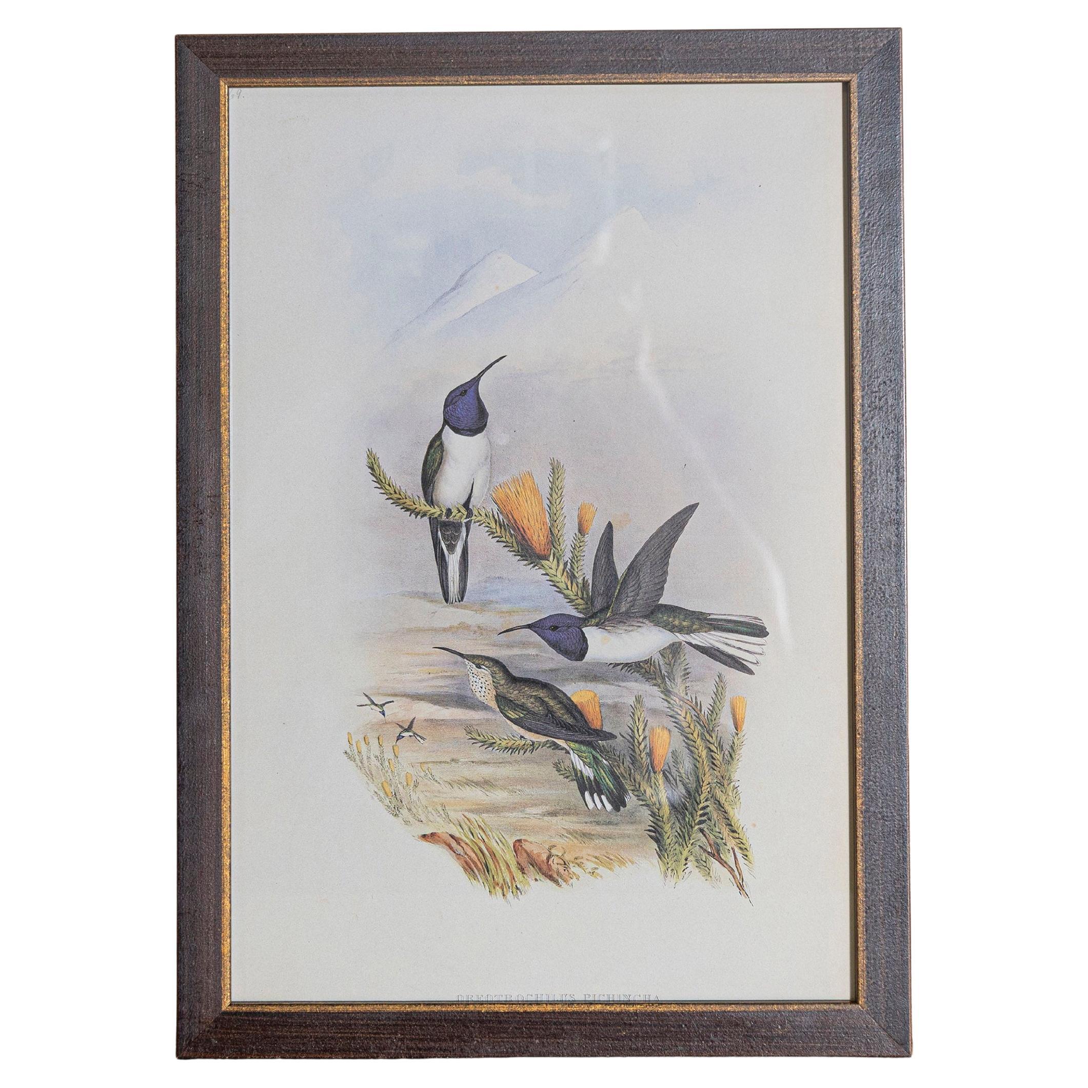 Gravure d'oiseau du 19e siècle - Une des 24