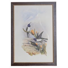 Antique 19th Century Bird Print - One of 24