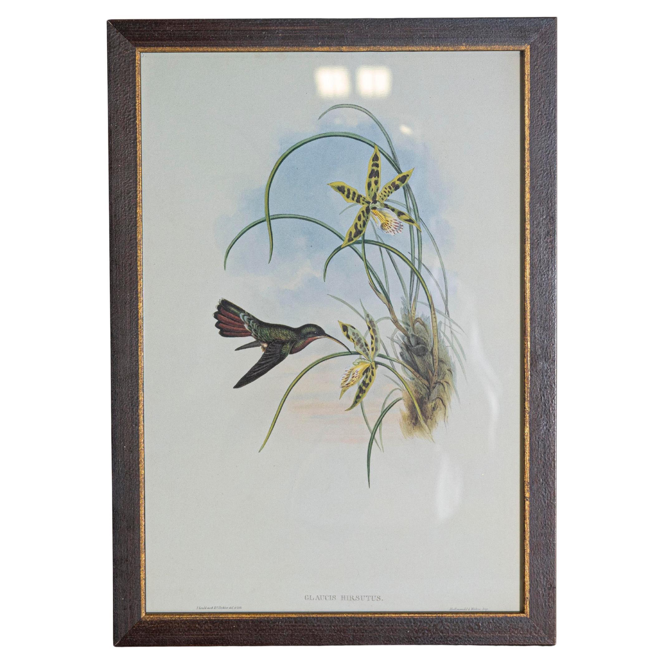 Gravure d'oiseau du 19e siècle - Une des 24