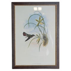 Antique 19th Century Bird Print - One of 24