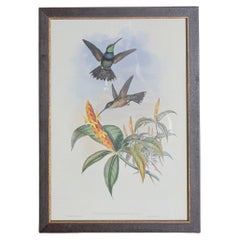 Antique 19th Century Bird Print - One of 24