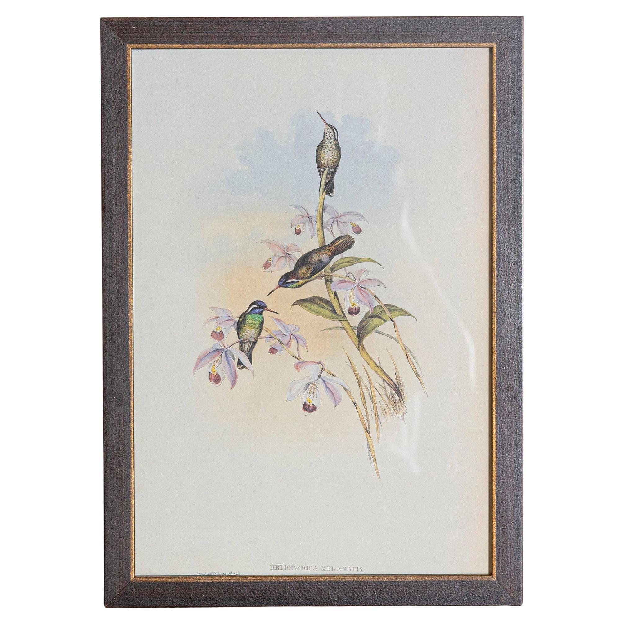 Gravure d'oiseau du 19e siècle - Une des 24