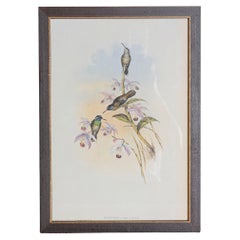 Antique 19th Century Bird Print - One of 24