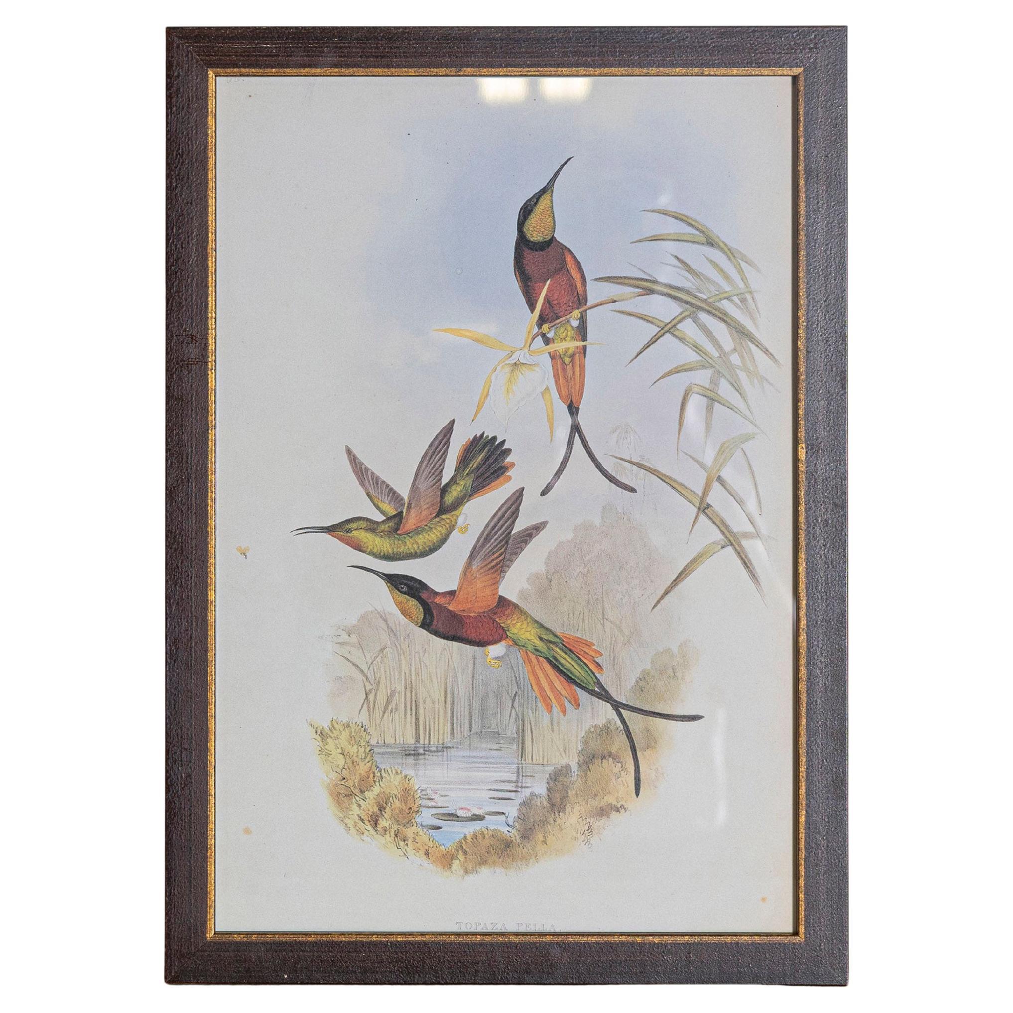 19th Century Bird Print - One of 24