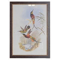 Antique 19th Century Bird Print - One of 24