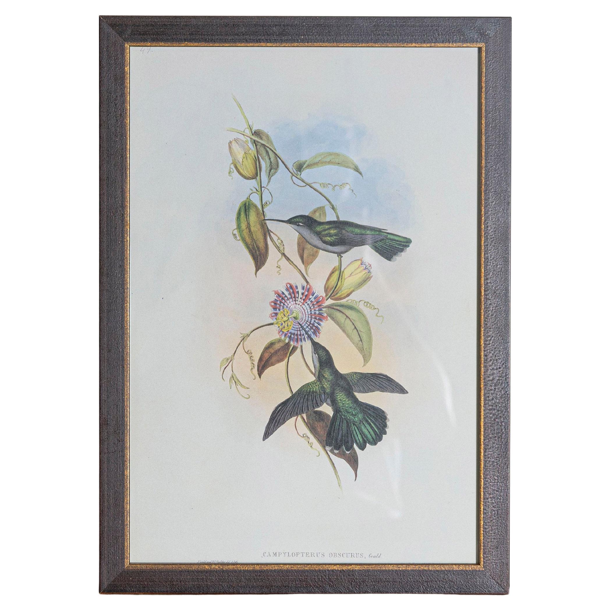 Gravure d'oiseau du 19e siècle - Une des 24