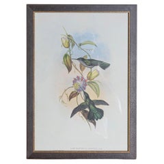 Antique 19th Century Bird Print - One of 24