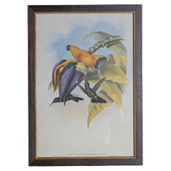 19. Jahrhundert Vogel Druck - einer von 24