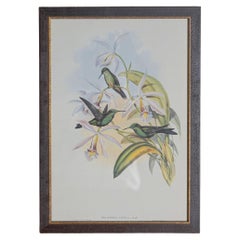 Gravure d'oiseau du 19e siècle - Une des 24