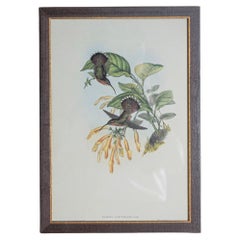 Gravure d'oiseau du 19e siècle - Une des 24