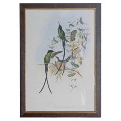 Gravure d'oiseau du 19e siècle - Une des 24