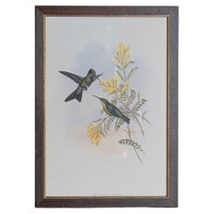 19. Jahrhundert Vogel Druck - einer von 24