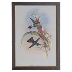 19. Jahrhundert Vogel Druck - einer von 24