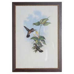 19. Jahrhundert Vogel Druck - einer von 24
