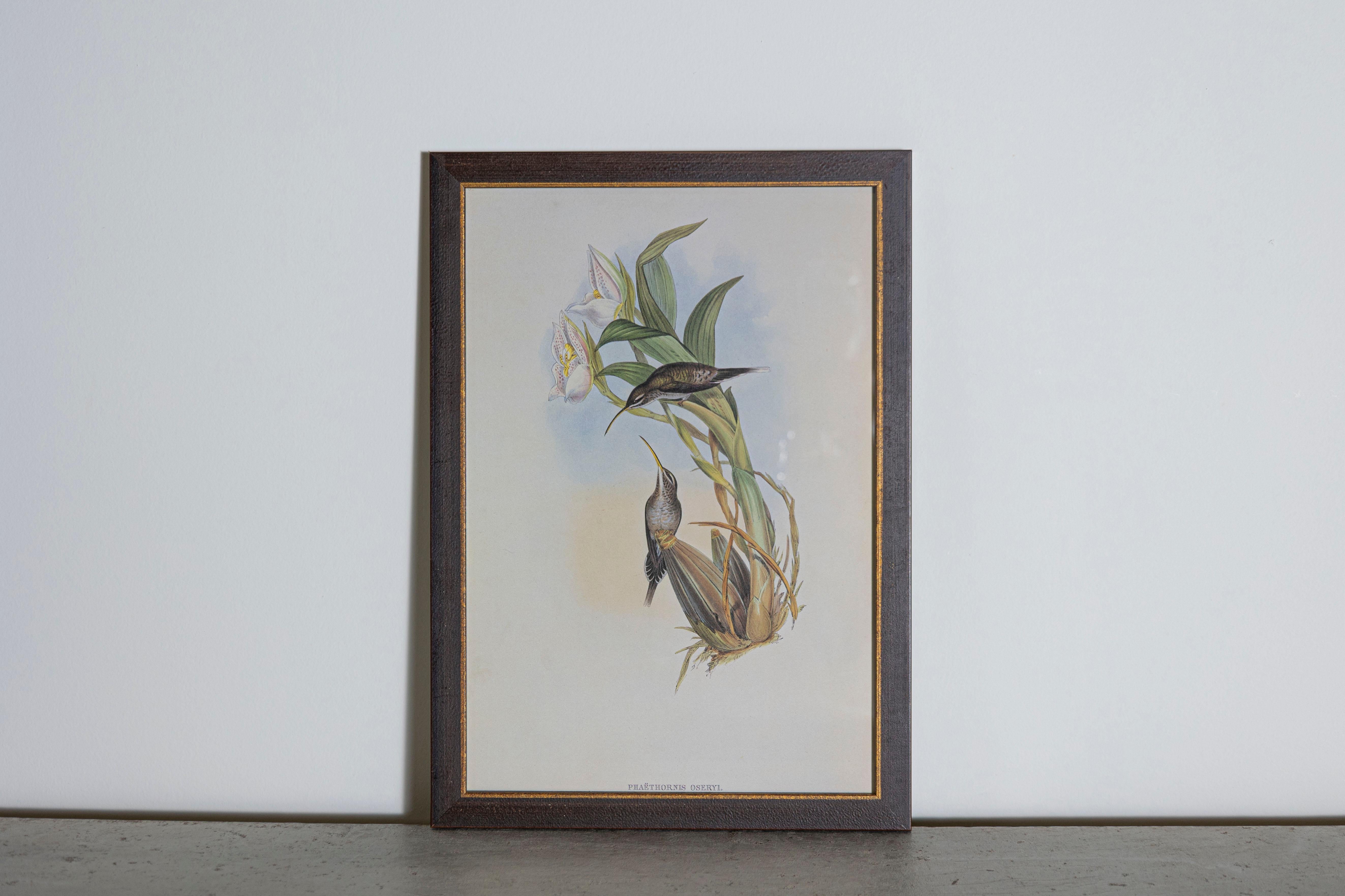 Le stampe di uccelli tropicali con cornice di John Goulds 1955 sono tratte dalla sua edizione limitata di 1000 esemplari.  
Il più celebre ornitologo britannico del diciannovesimo secolo
John Gould (1804-1881) era un uomo d'affari, editore e
