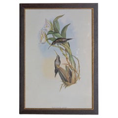 19. Jahrhundert Vogel Druck - einer von 24