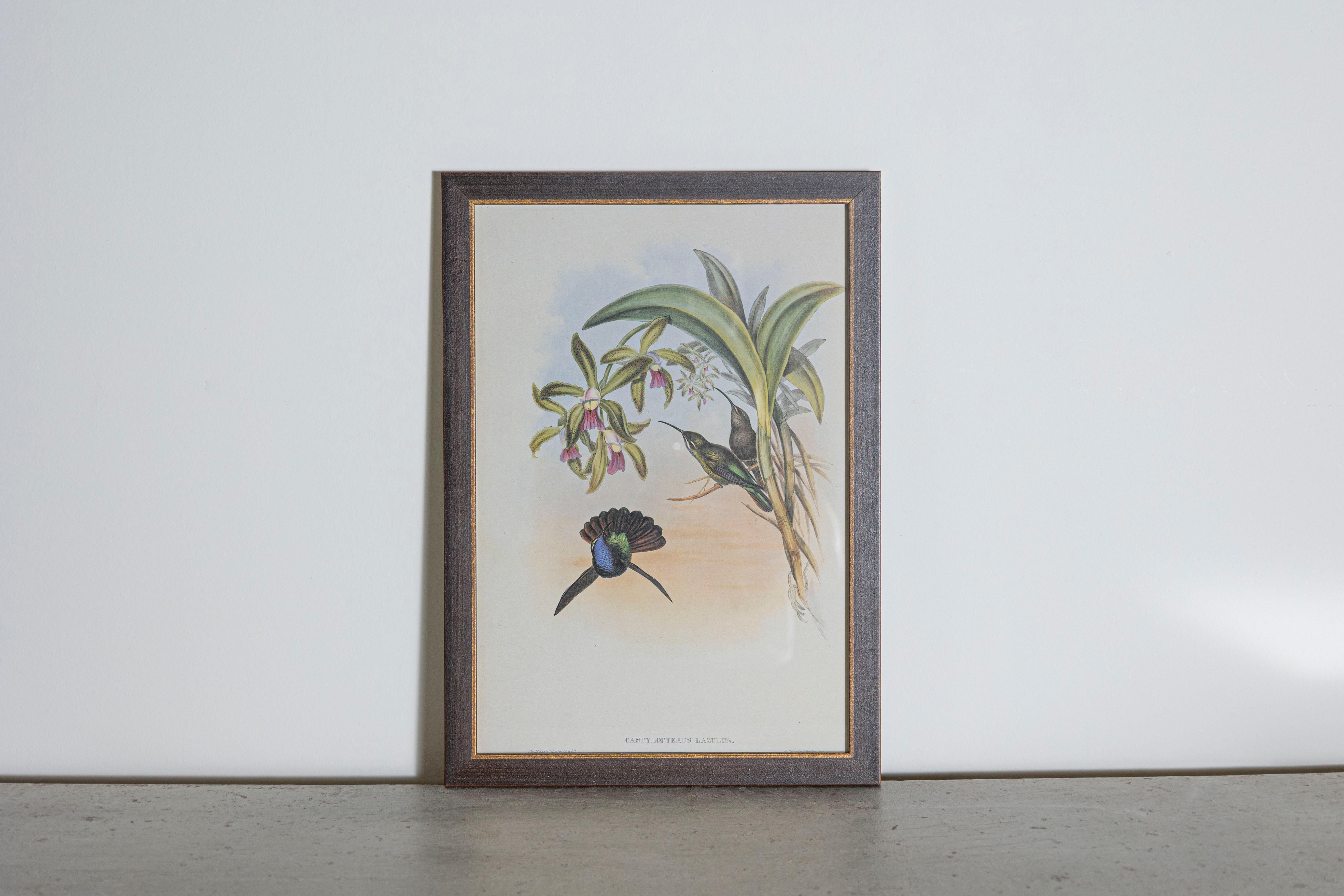 Les tirages d'oiseaux tropicaux encadrés de M. John Gould 1955 sont tirés de son édition limitée à 1000 exemplaires.  
L'ornithologue britannique le plus célèbre du XIXe siècle
John Artistics (1804-1881) était un homme d'affaires, un éditeur et un