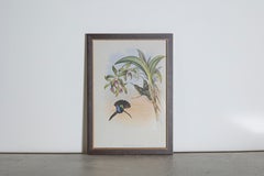 19th Century Bird Print - One of 24