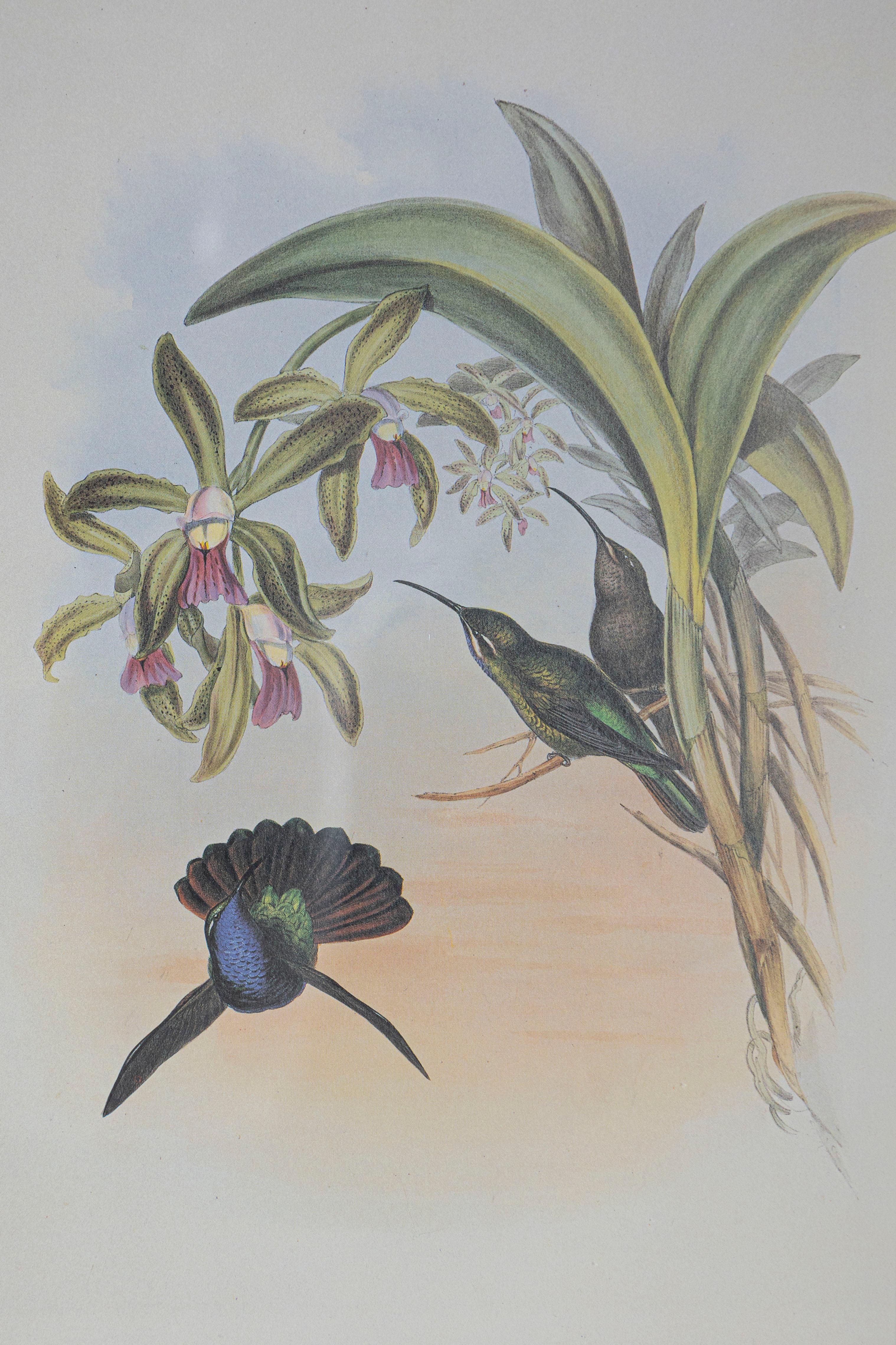 Victorien Gravure d'oiseau du 19e siècle - Une des 24 en vente