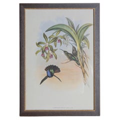 Gravure d'oiseau du 19e siècle - Une des 24