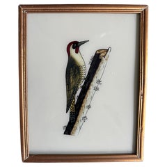 "El estudio de las aves en el siglo XIX: Obras maestras del arte ornitológico"