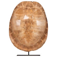 19th Century "Blonde" Turtle Shell, on a Lamp Mounted Stand