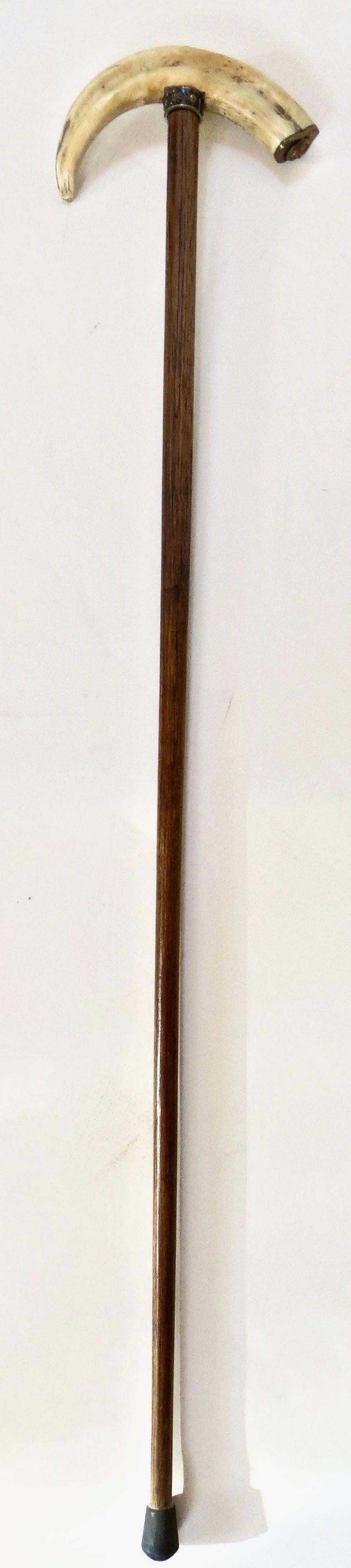 Nicely shaped boar's tusk handle provides for a nice grip on this 19th century American cane with hardwood (probably hickory) tapered stem. A silver plated 1/2