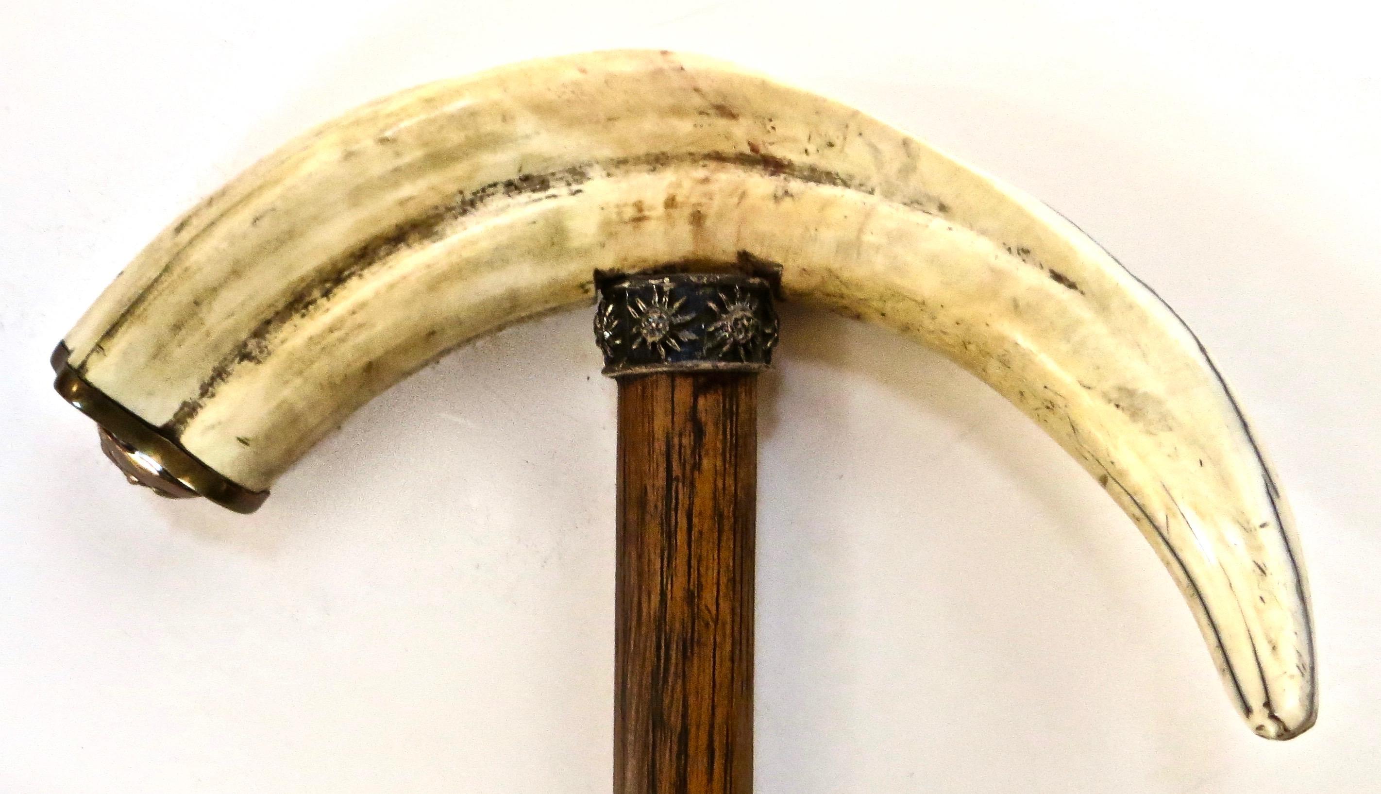 Folk Art 19th Century Boar's Tusk Handle Walking Stick, American