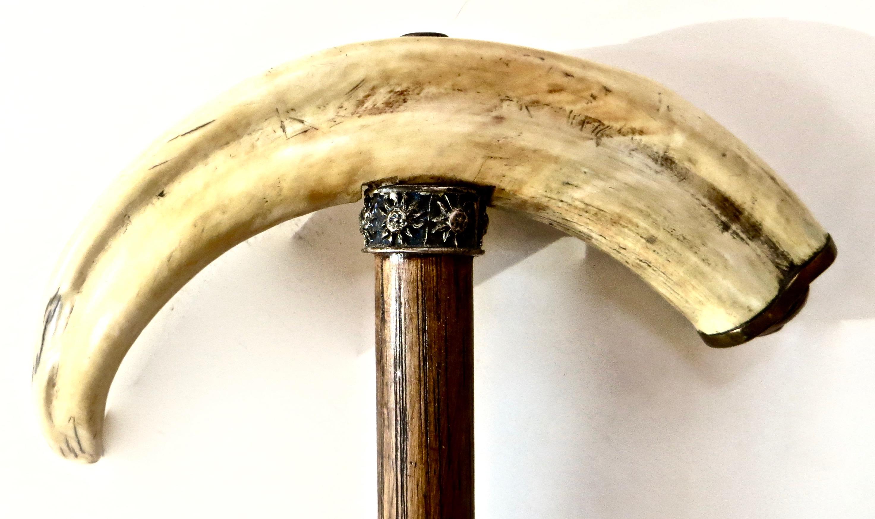 Carved 19th Century Boar's Tusk Handle Walking Stick, American