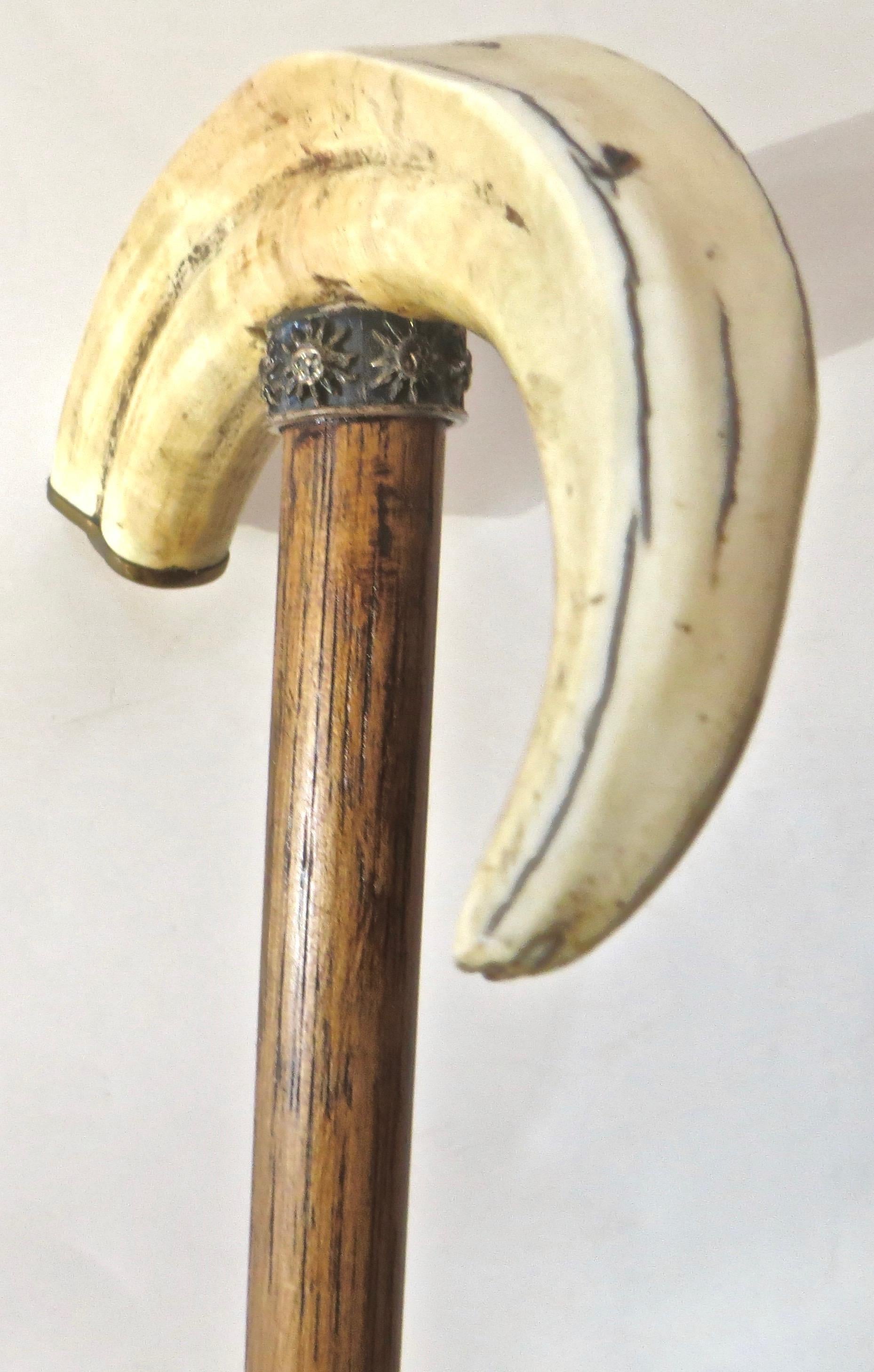19th Century Boar's Tusk Handle Walking Stick, American In Good Condition In Incline Village, NV