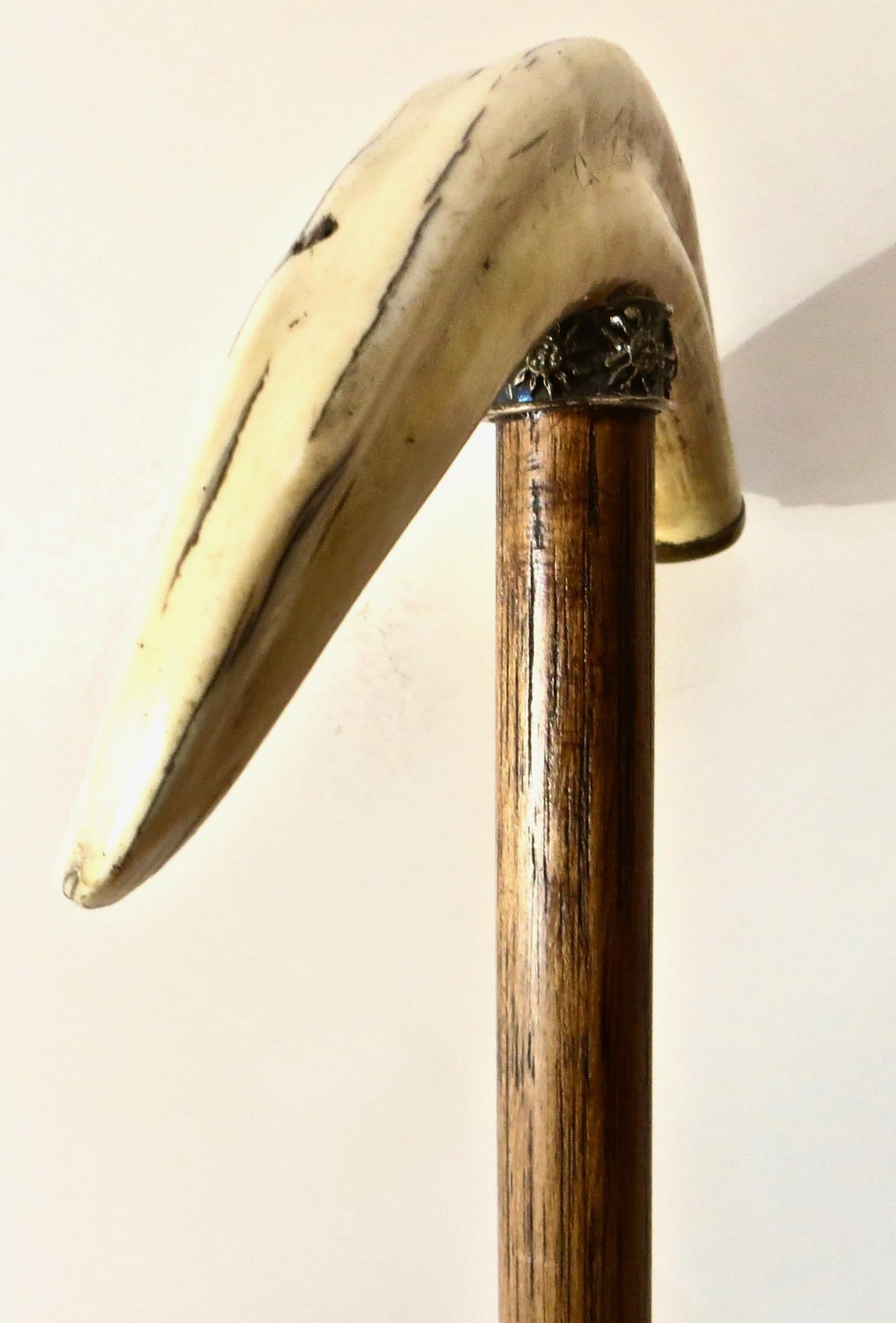 Silver Plate 19th Century Boar's Tusk Handle Walking Stick, American