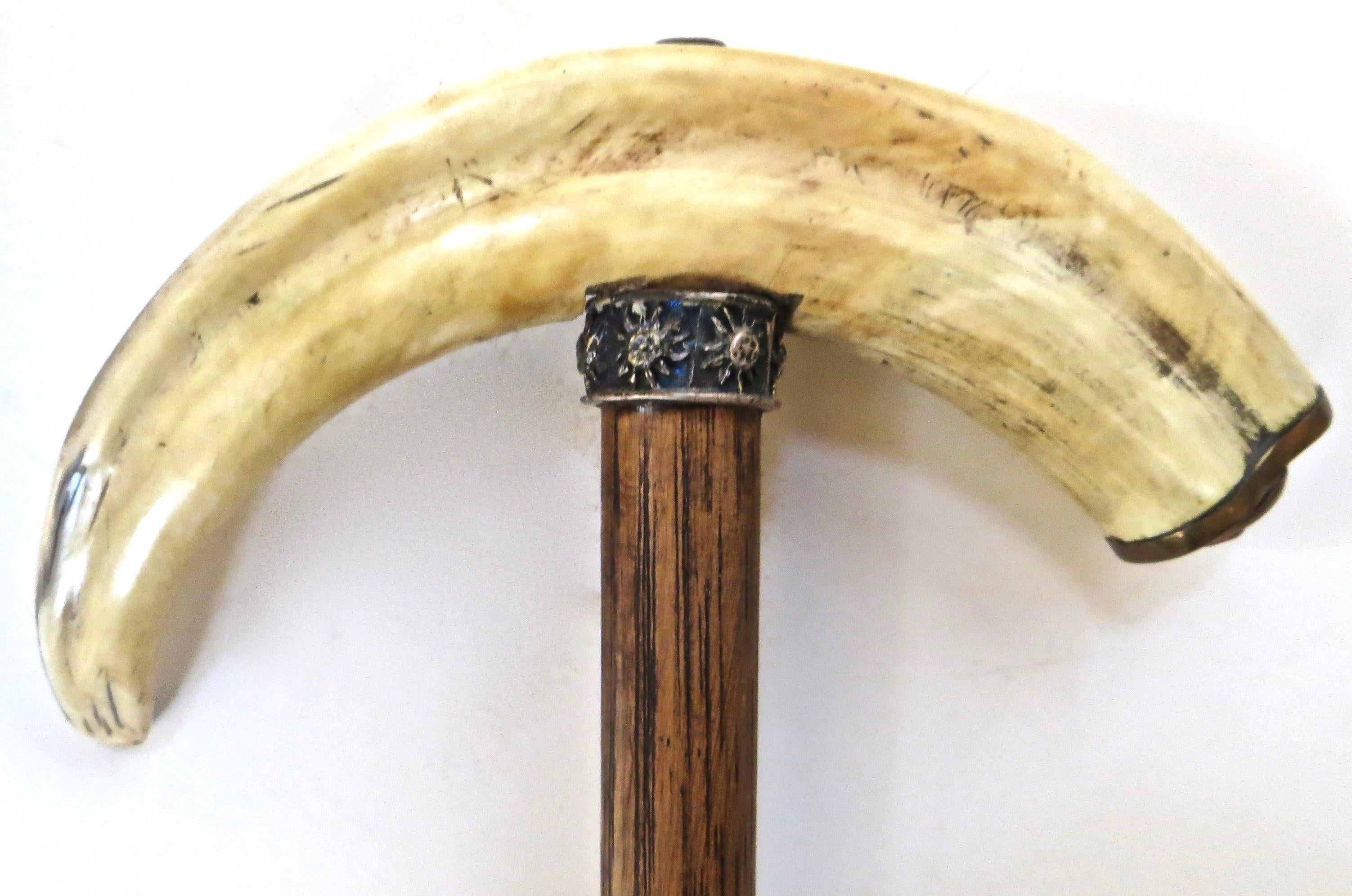 19th Century Boar's Tusk Handle Walking Stick, American 2