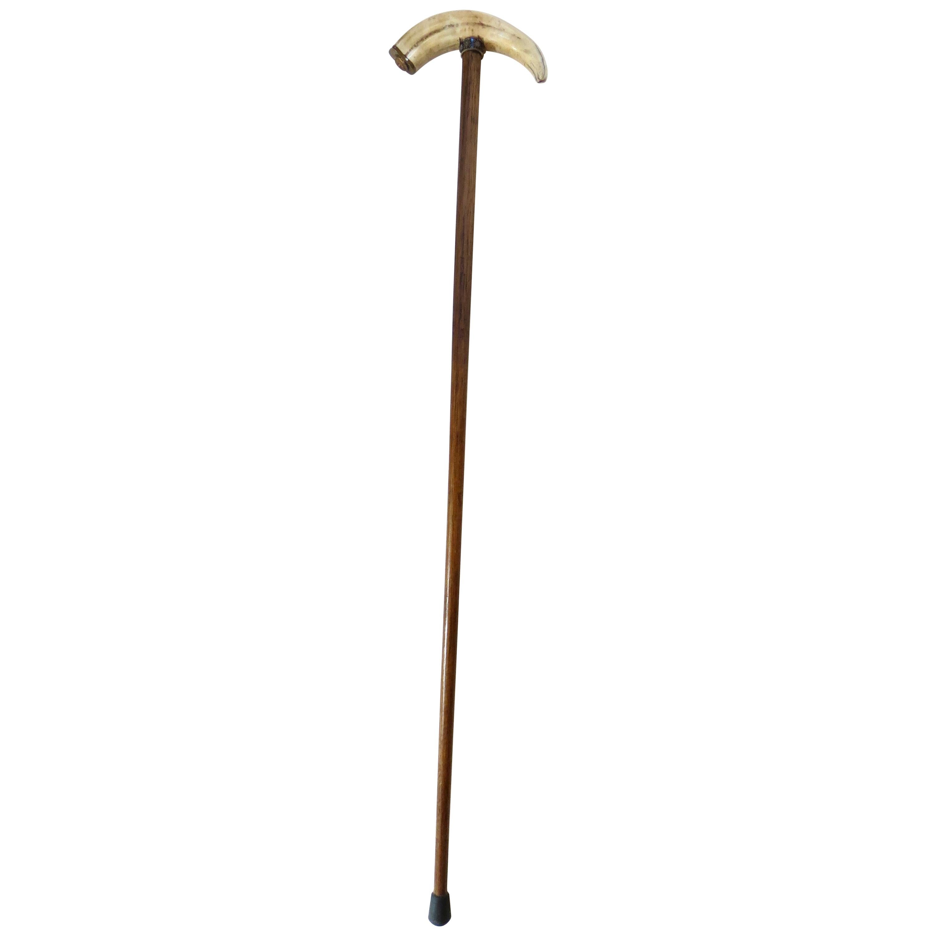 19th Century Boar's Tusk Handle Walking Stick, American