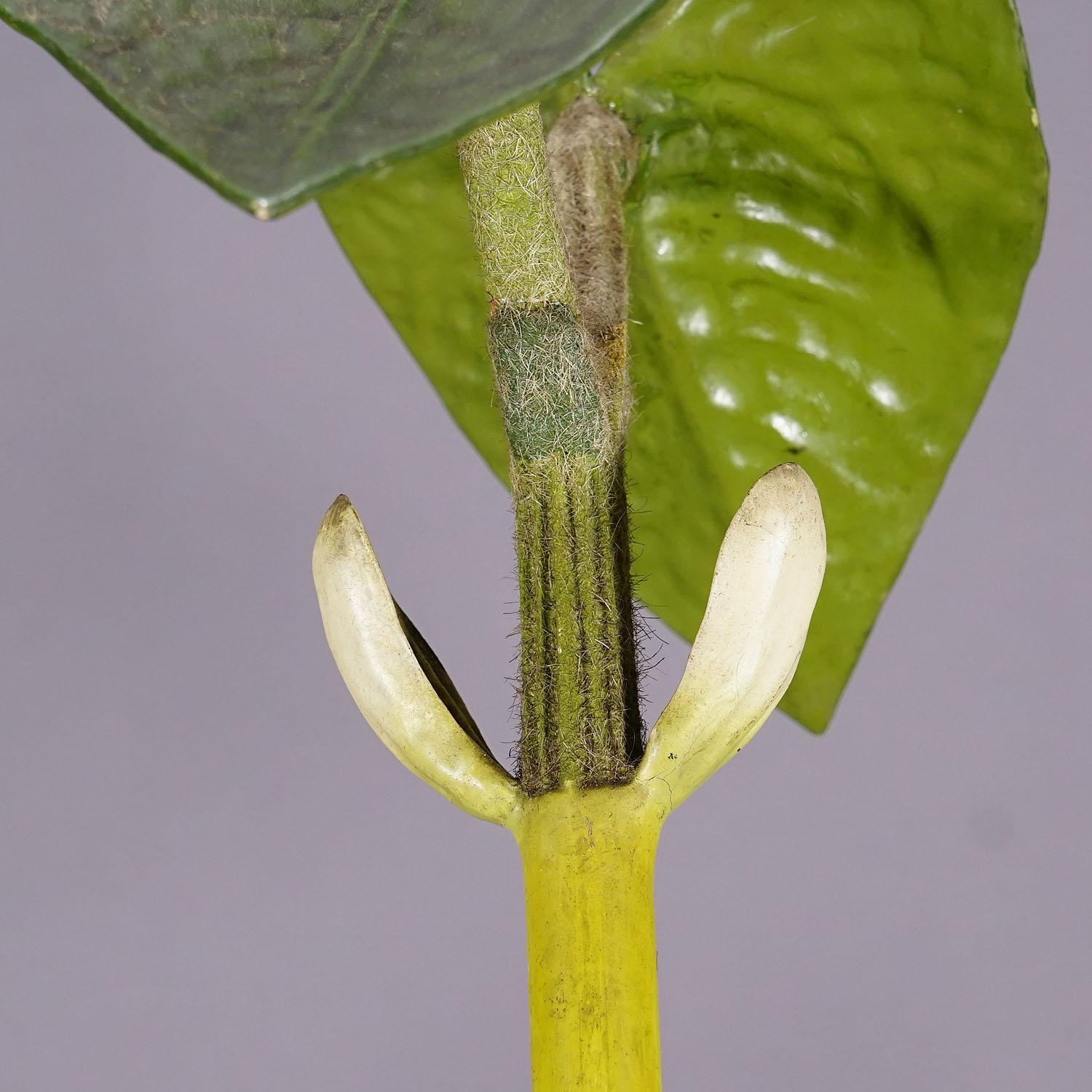 19th Century Botanic Model by Robert Brendel - Bean Seedling For Sale 3