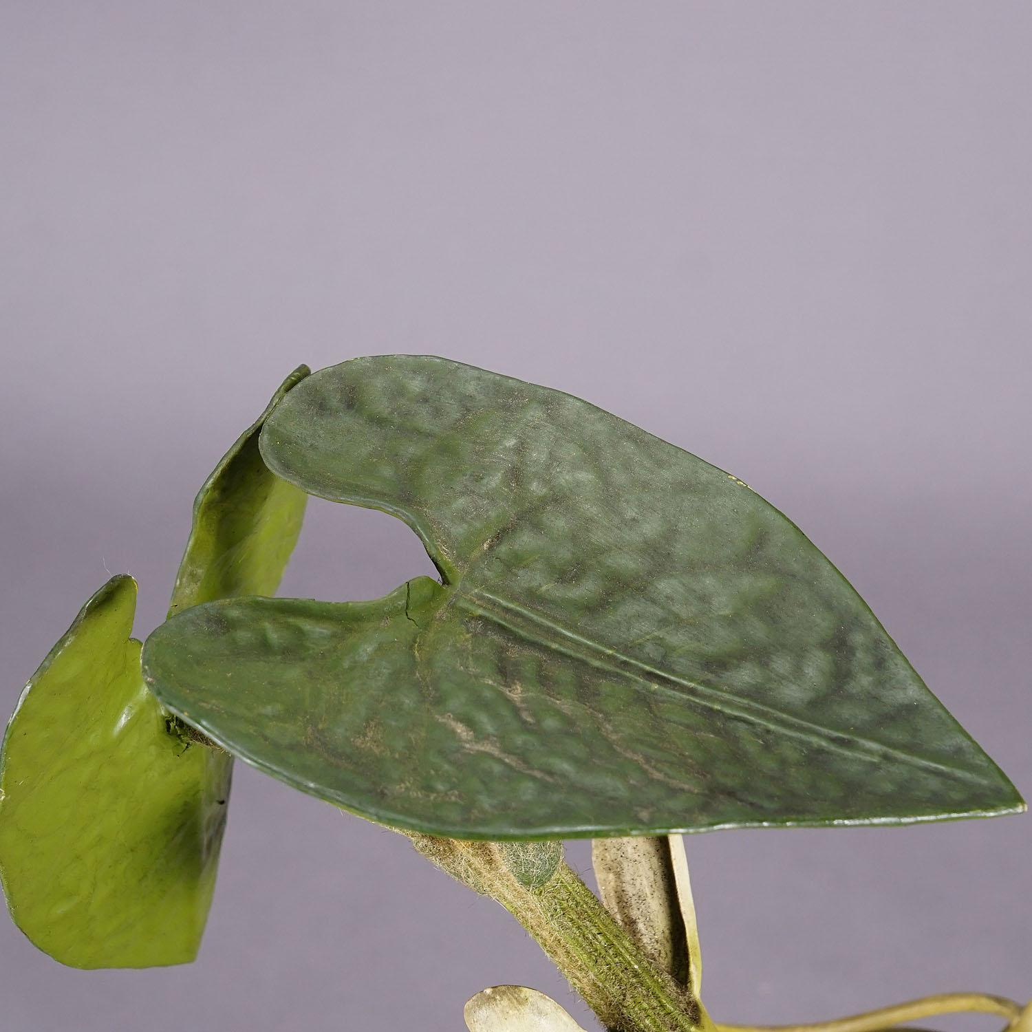19th Century Botanic Model by Robert Brendel - Bean Seedling For Sale 4