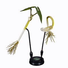 Modello botanico del XIX secolo di Robert Brendel - Piantina di fagiolo