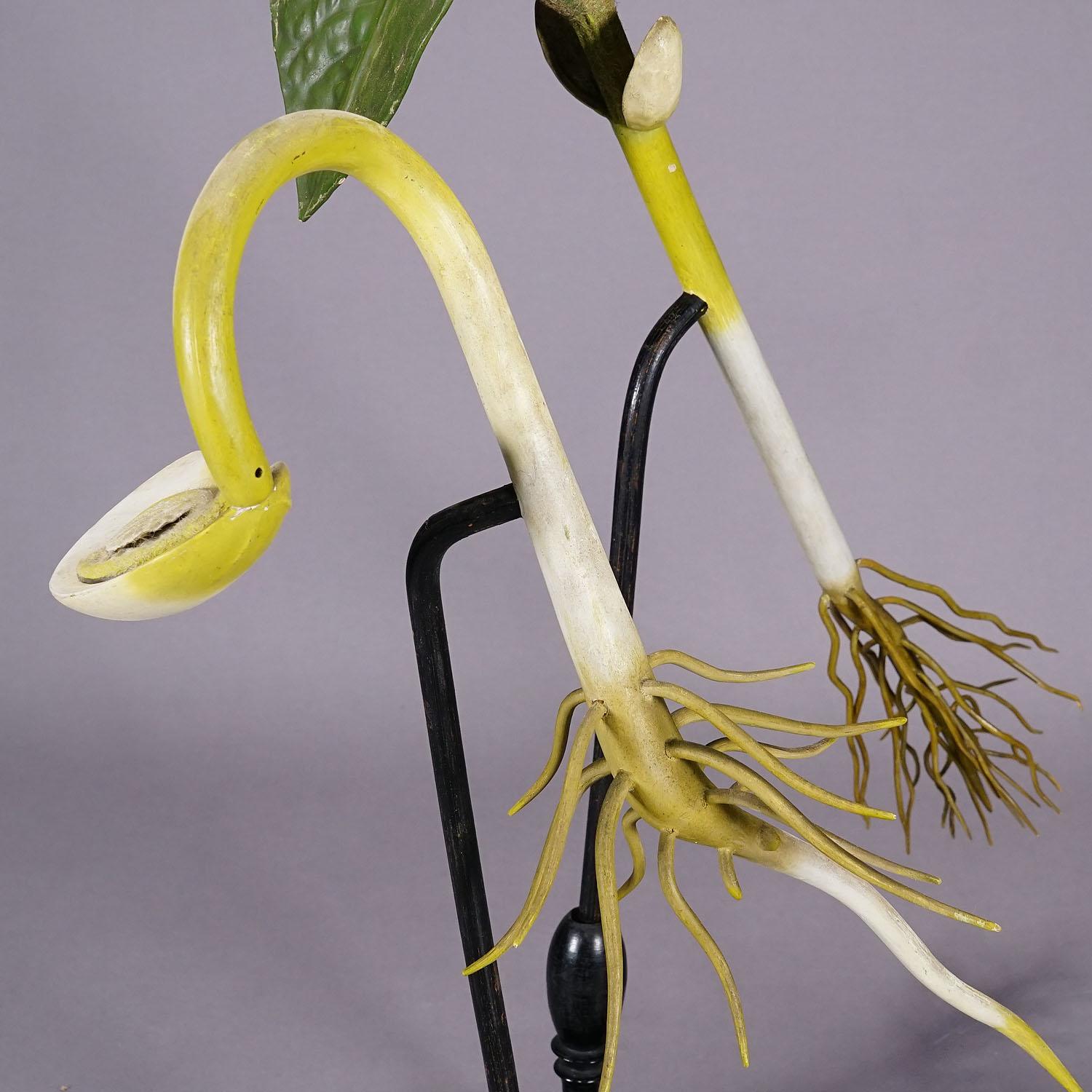 German 19th Century Botanic Model by Robert Brendel - Bean Seedling For Sale