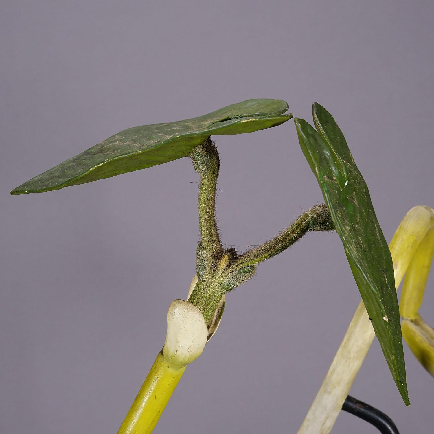 Plaster 19th Century Botanic Model by Robert Brendel - Bean Seedling For Sale