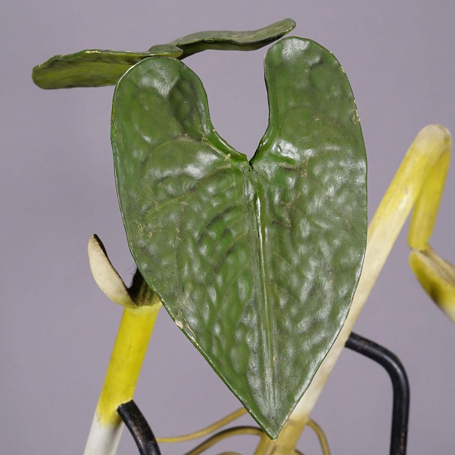 19th Century Botanic Model by Robert Brendel - Bean Seedling For Sale 1