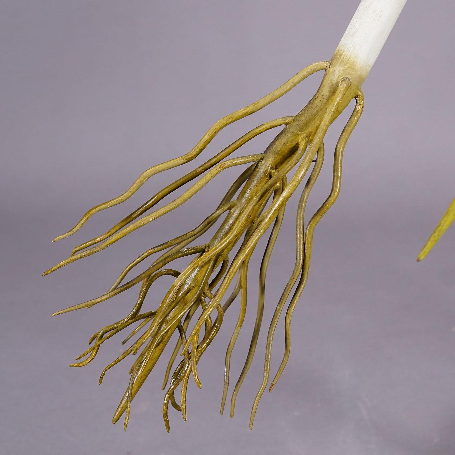 19th Century Botanic Model by Robert Brendel - Bean Seedling For Sale 2