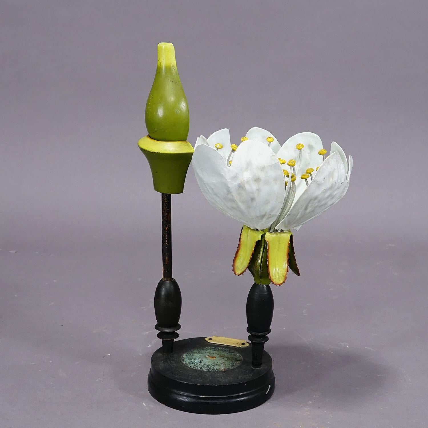 German 19th Century Botanic Model by Robert Brendel - Cherry Blossom For Sale