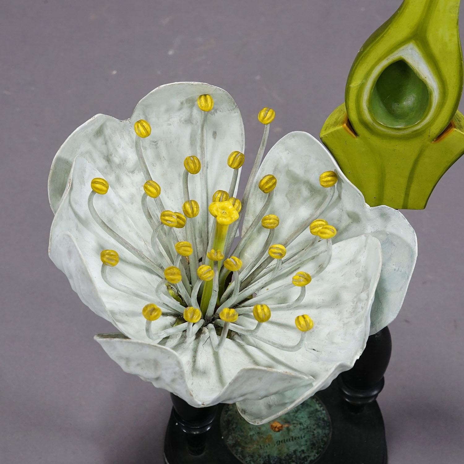 19th Century Botanic Model by Robert Brendel - Cherry Blossom In Good Condition For Sale In Berghuelen, DE