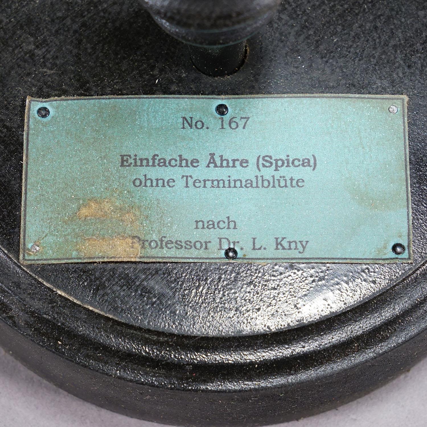 19th Century Botanic Model by Robert Brendel - Spica (simple ear) In Good Condition For Sale In Berghuelen, DE