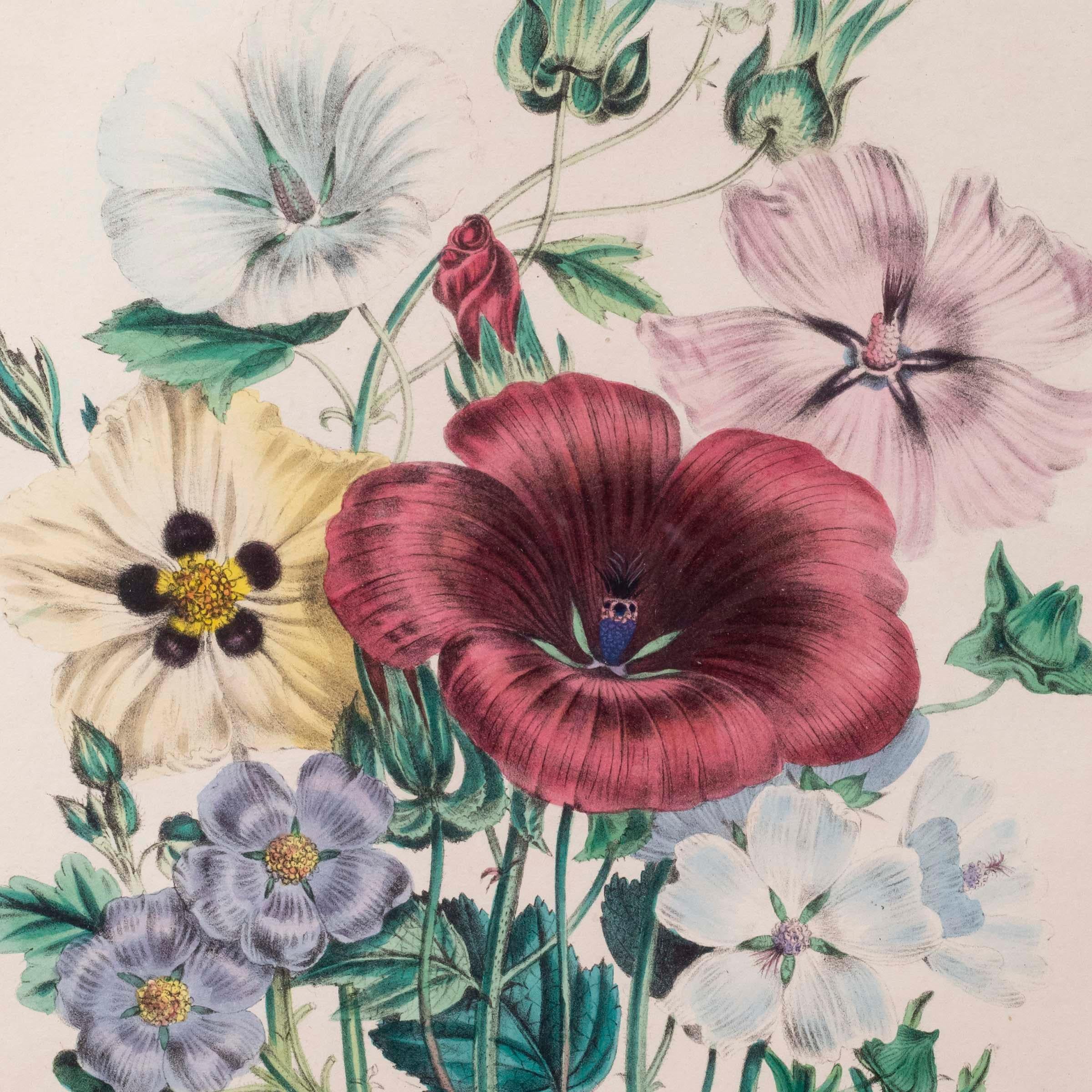 botanische Gravur des 19. Jahrhunderts nach Jane Webb Loudon (Viktorianisch) im Angebot