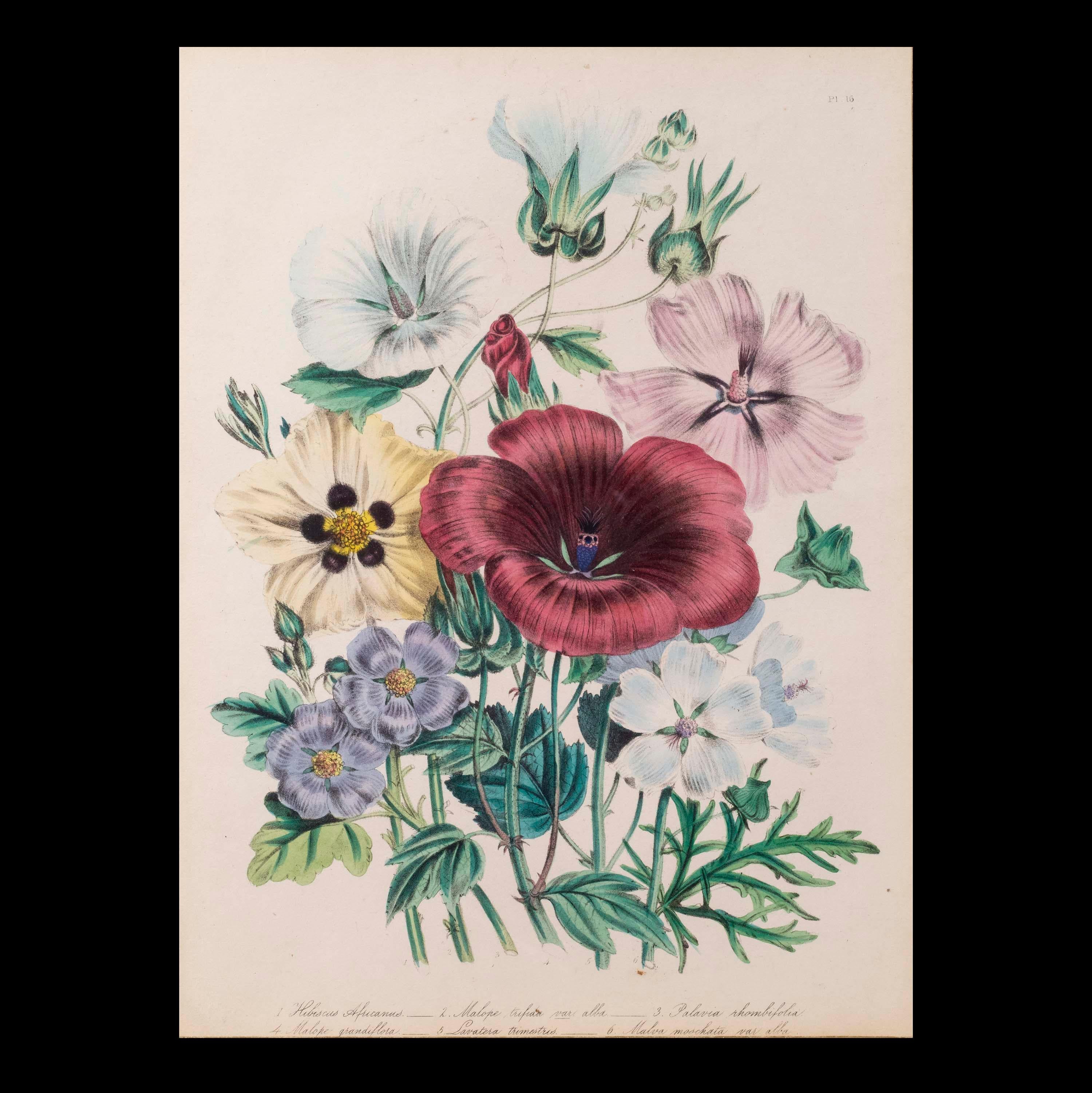 botanische Gravur des 19. Jahrhunderts nach Jane Webb Loudon (Englisch) im Angebot