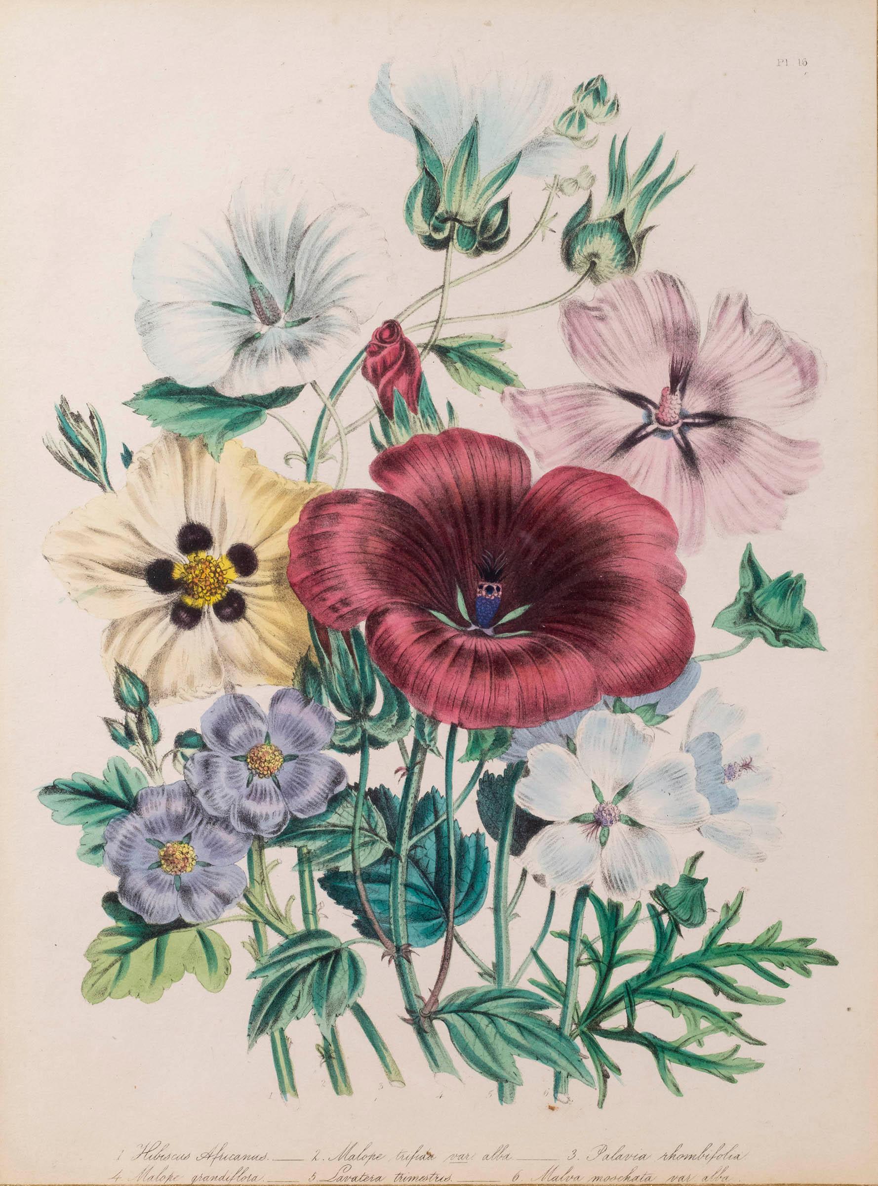 19th Century Botanical Engraving After Jane Webb Loudon In Good Condition For Sale In London, GB