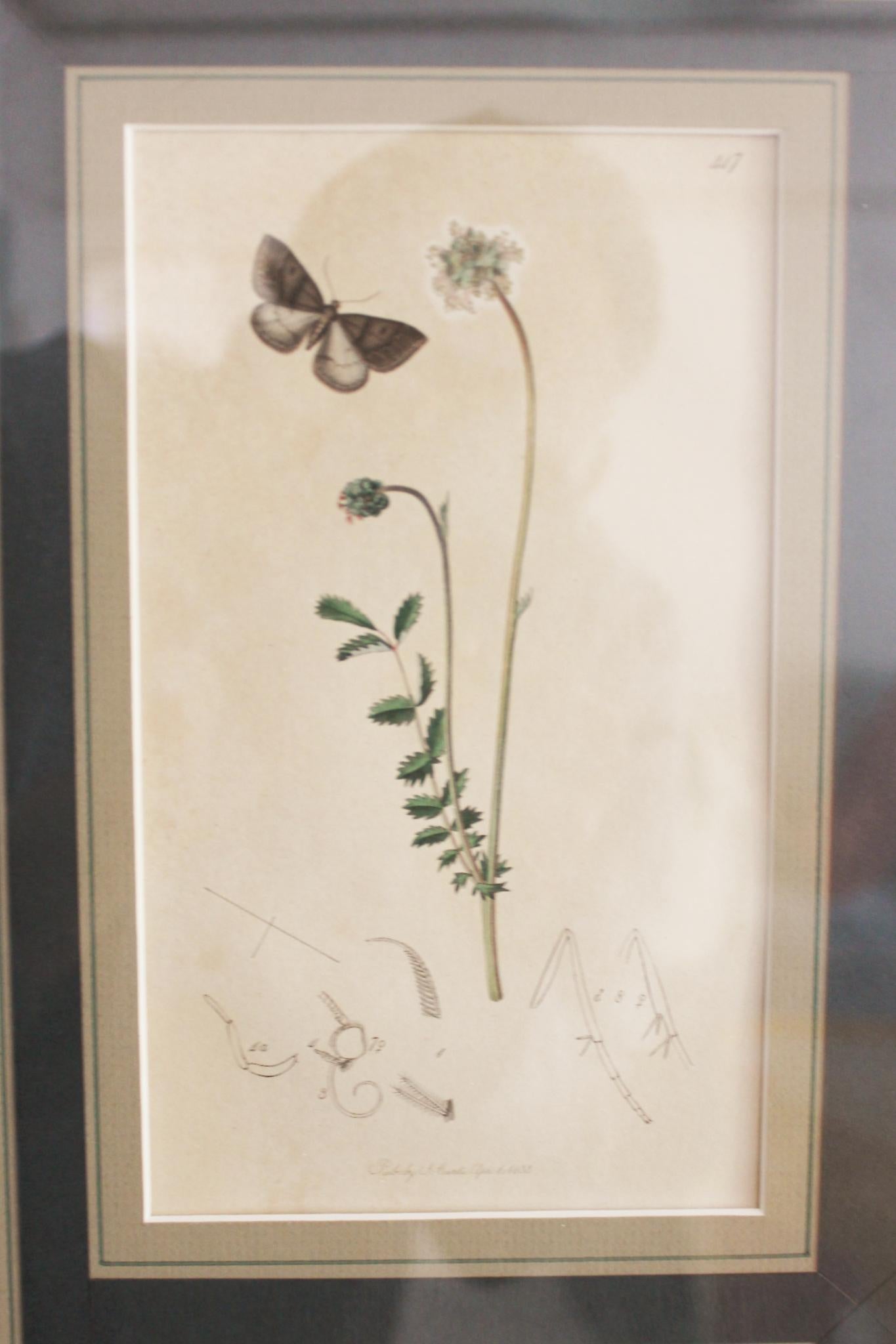 botanische Stiche von Blumen und Insekten aus dem 19. Jahrhundert im Angebot 3