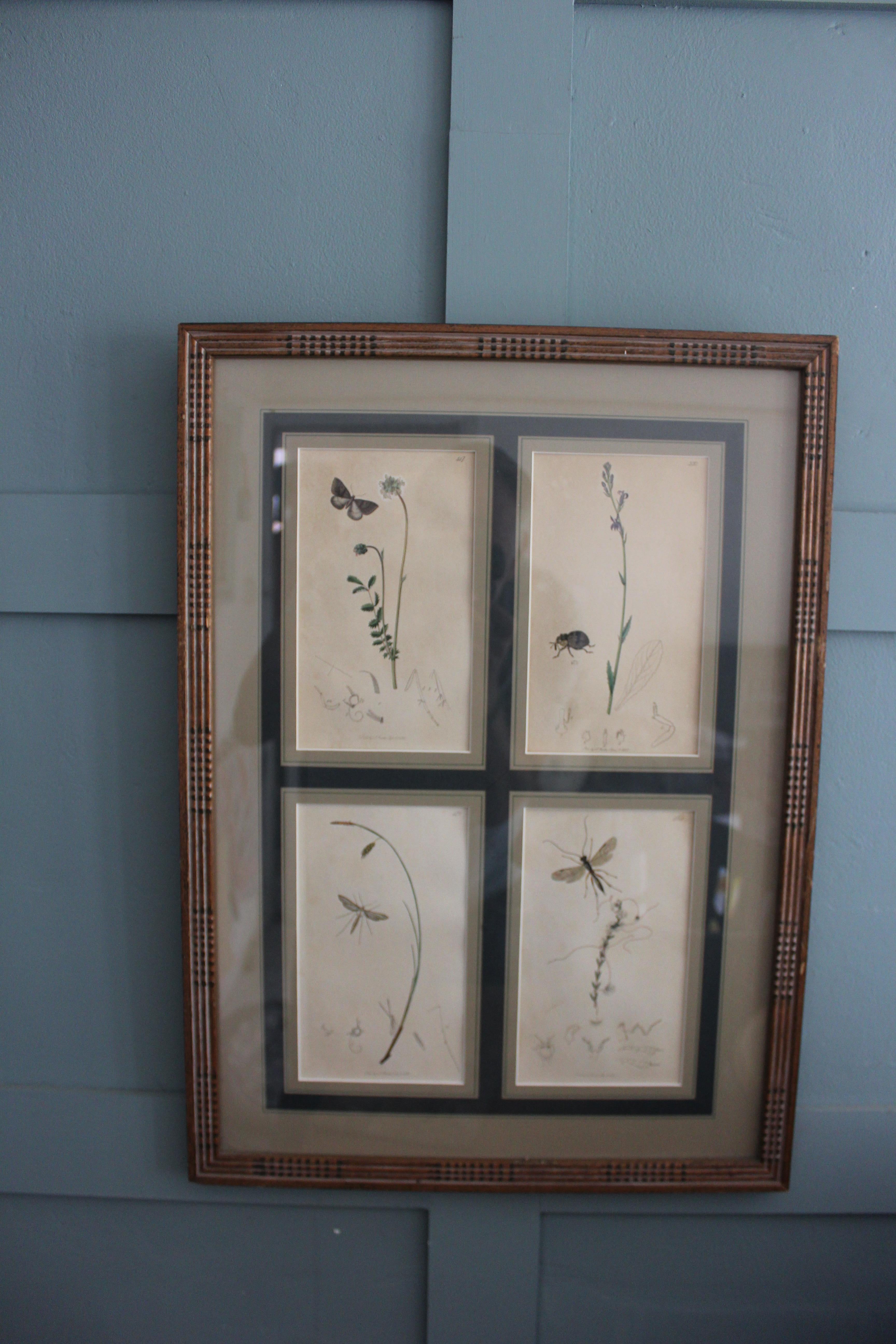 botanische Stiche von Blumen und Insekten aus dem 19. Jahrhundert im Angebot 4